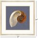 Coastal Delight / Ocean Treasure Blue and Beige and Brown Framed Art