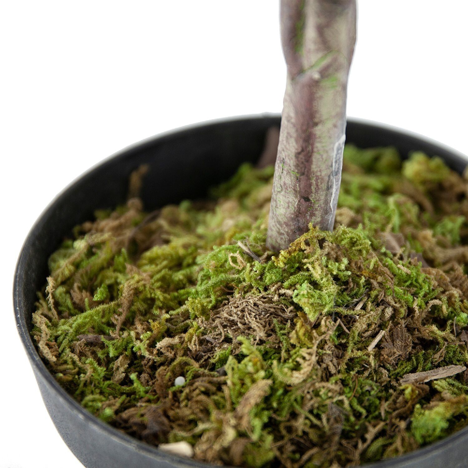 Olive Tree Green and Black Faux Plant