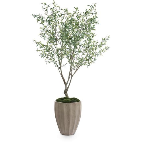 Tuscan Olive Botanicals, Trees