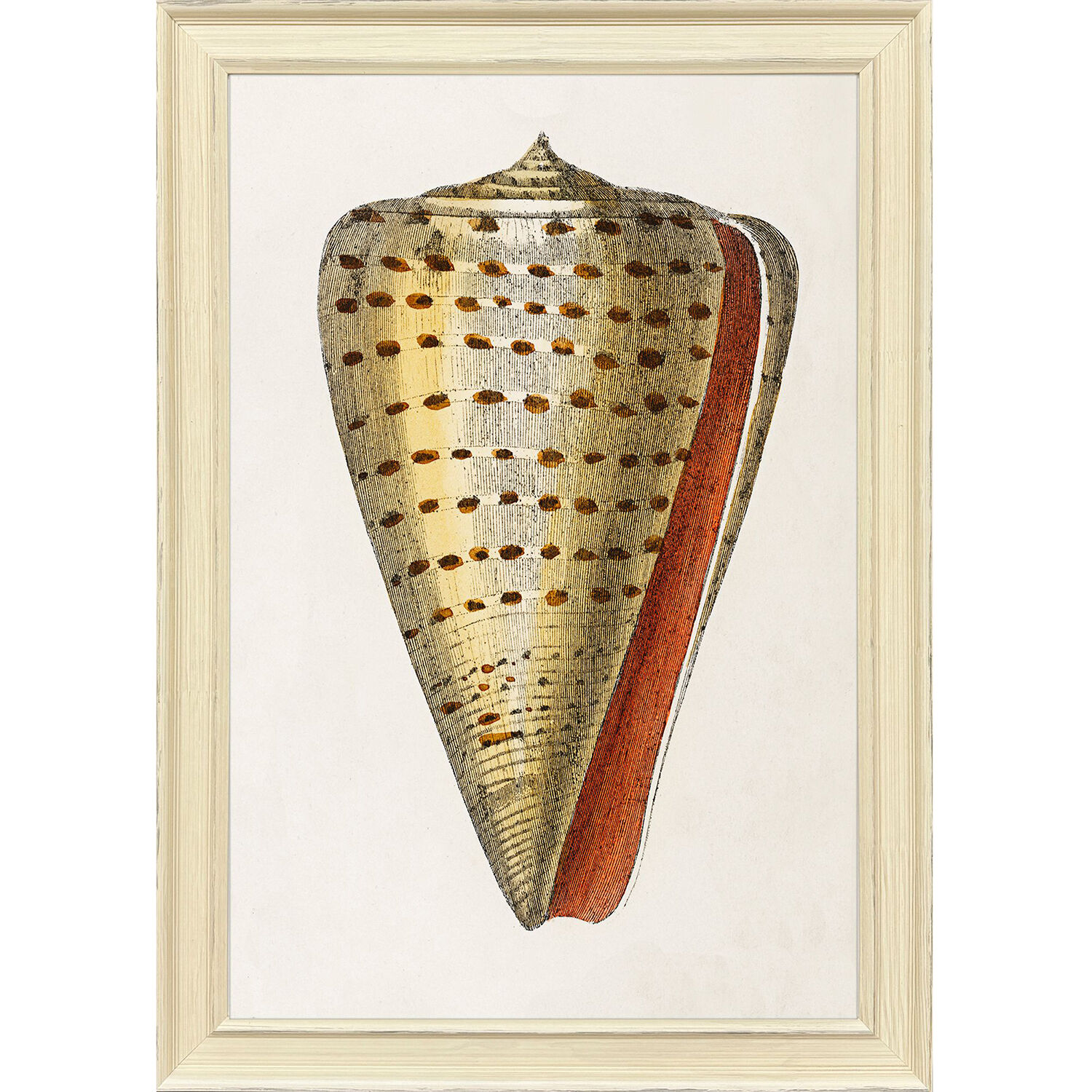 Conch Study Orange and Beige and Blue and Multi Framed Art