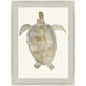 Neutral Turtle Brown and Beige and Blue and Neutral Framed Art