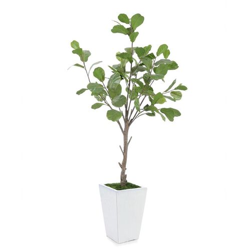 Sunrise Fiddle Leaf Botanical, Florals