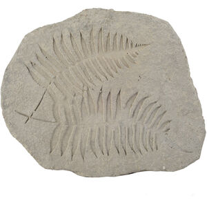 Fern Fossil Off-White Outdoor Accent