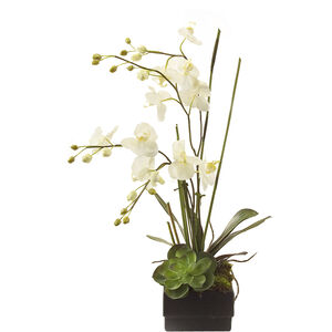 Phalaenopsis White Decorative Orchid