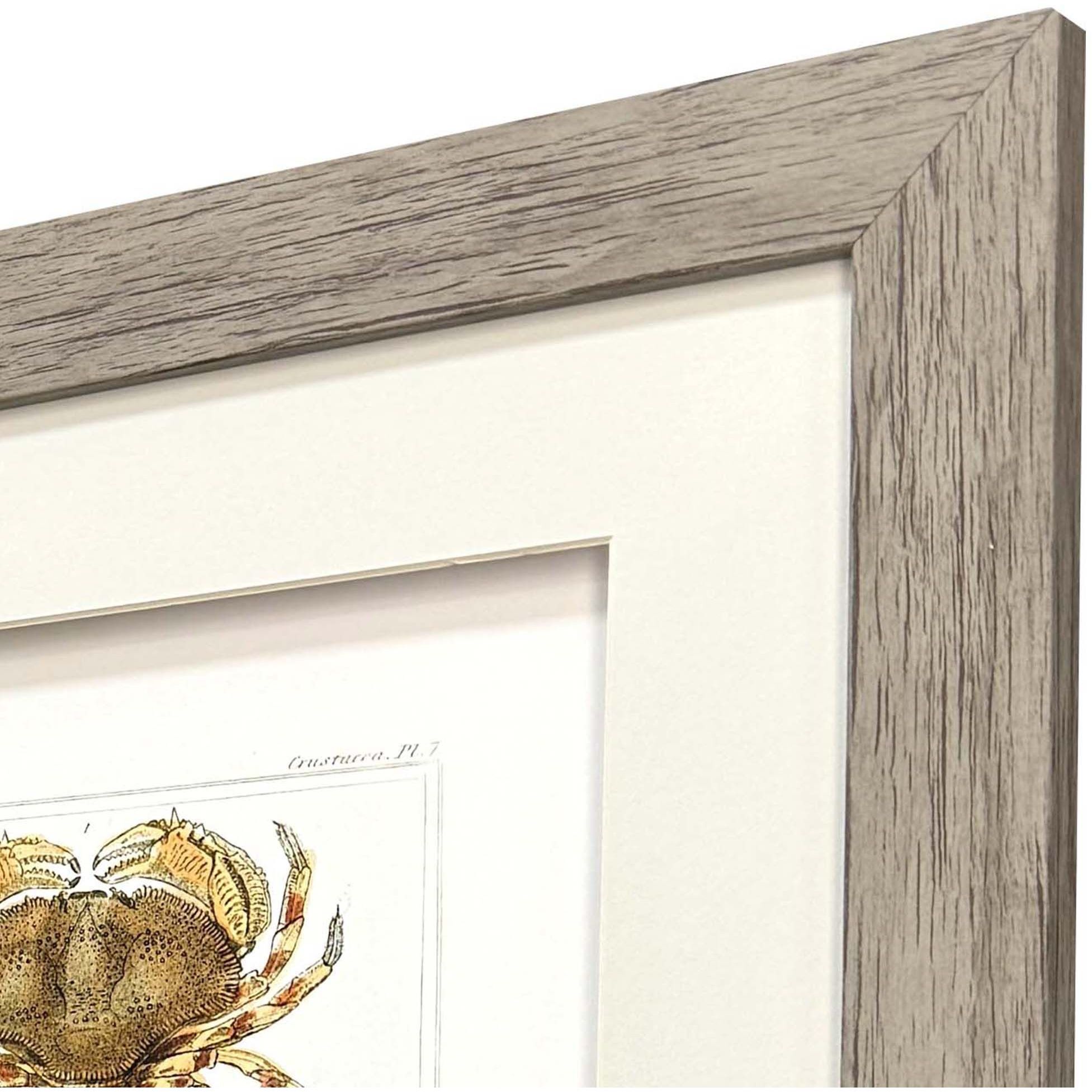 Antique Crab Brown and Neutral and Beige Framed Art, Propac