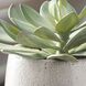 Dudleya Green and Aged White and Blue Grey Ombre Outdoor Succulent
