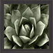 Green Succulent Green and Black and Neutral Framed Art