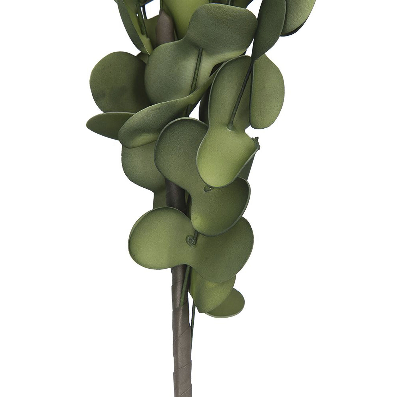 Eucalyptus Stem Green Botanical