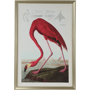 American Flamingo 51 X 35 inch Print