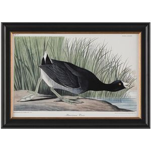 Audubon Collection Group 20.75 X 14.75 inch Giclee, I-D