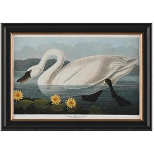 Audubon Collection Group 20.75 X 14.75 inch Giclee, I-C