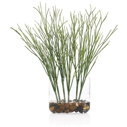 Cactus Succulent Botanical/Floral