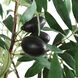Olea Green and Terracotta Potted Olive Tree