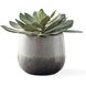 Dudleya Green and Aged White and Blue Grey Ombre Outdoor Succulent