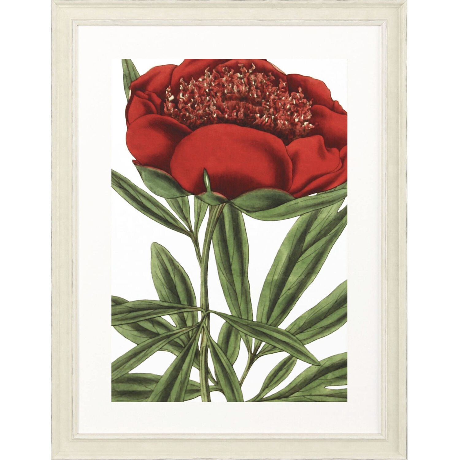 Osteospermum Paeonia Officinalis Tulipa Greigii Tulipa Undulatifolia Red and Brown and Green and Yellow Framed Art