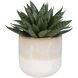 Doha Green with Beige And Tan Glaze Succulent Accent