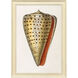 Conch Study Orange and Beige and Blue and Multi Framed Art