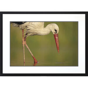 Animals Green and Beige and Multi and Red Framed Art