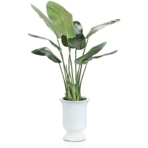 Island Bird of Paradise Botanical/Floral