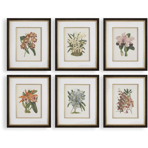 Orchid 24.5 X 20.5 inch Botanical Framed Prints, Set of 6