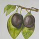 Smithsonian Black and Green/Yellow Wall Art, Assorted Fruit