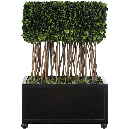 Preserved Boxwood Evergreen Foliage and Satin Black Topiary