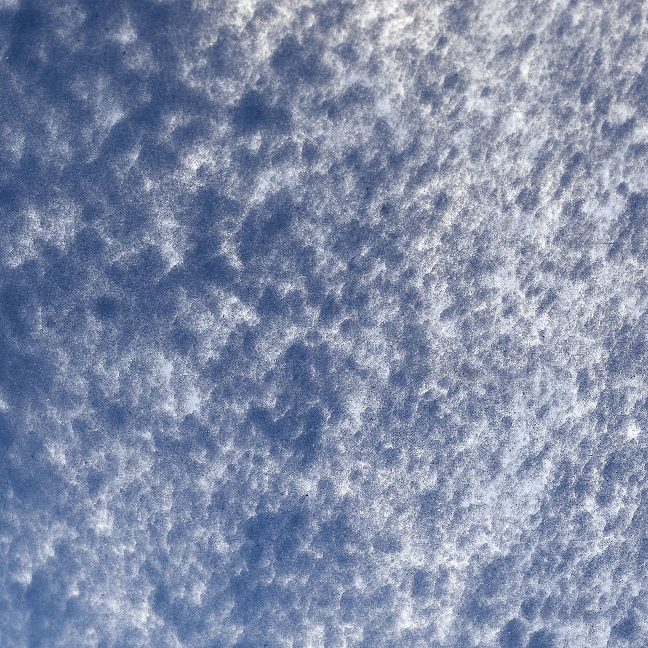 Splash 14 X 9 inch Bowl