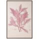 Henry Bradbury's Ocean Gardens Giclees, Delesseria