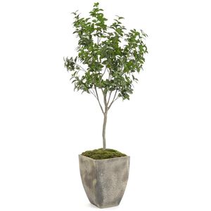 Bay Laurel Tree Botanical, Lush Greenery