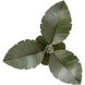 Banana Leaf 3 Light 24 inch Banana Leaf Semi-Flush Ceiling Light