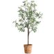 Olea Green and Terracotta Potted Olive Tree