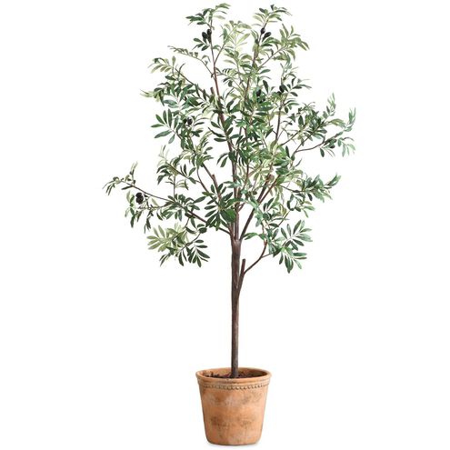 Olea Green and Terracotta Potted Olive Tree