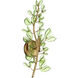 Bridget 2 Light 8.5 inch Soft Gold Sconce Wall Light in Green