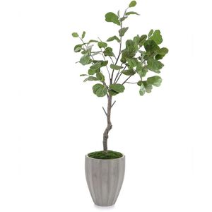 Coastal Fog Fiddle Leaf Botanical, Florals