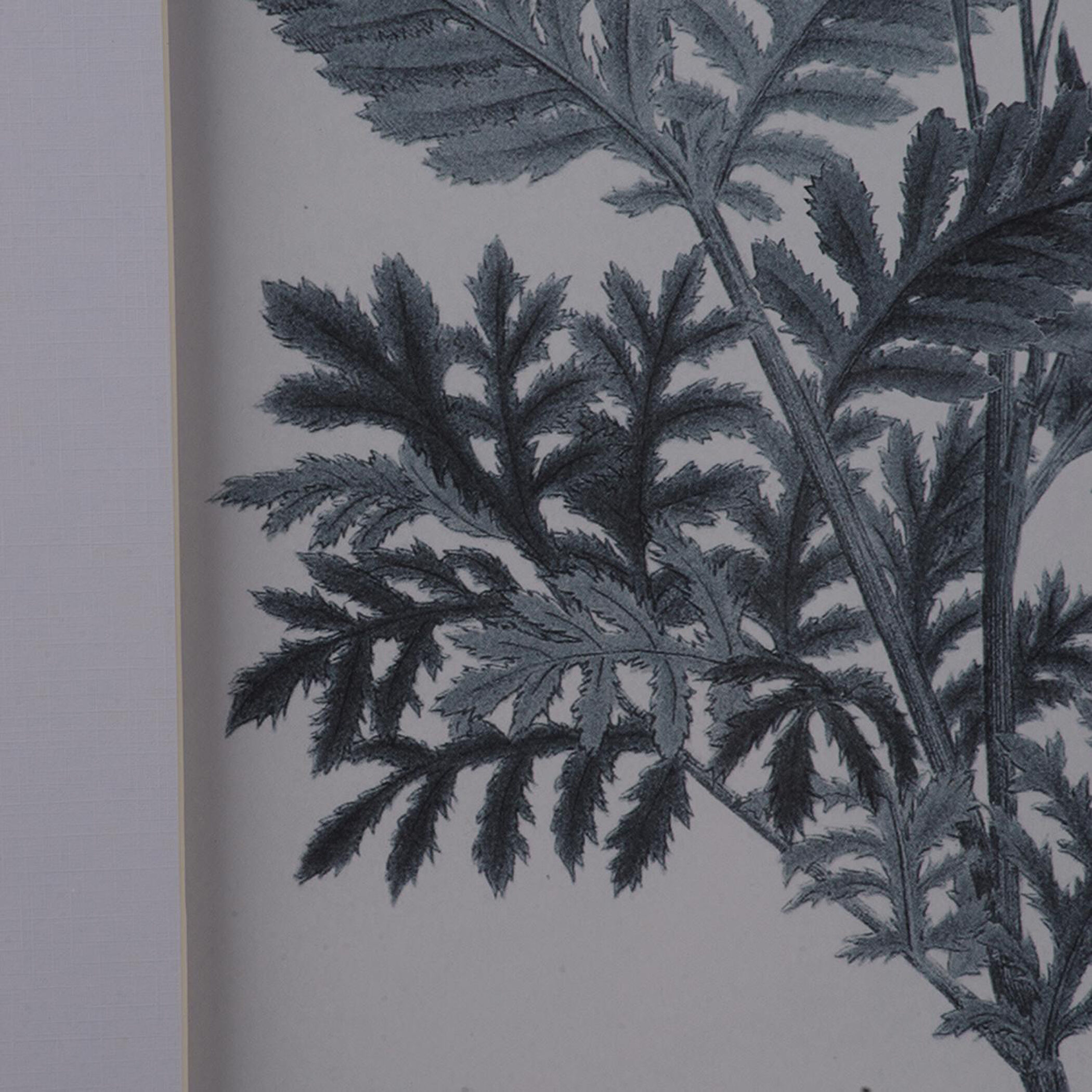 Botanical Black and White Wall Art, Set of 4