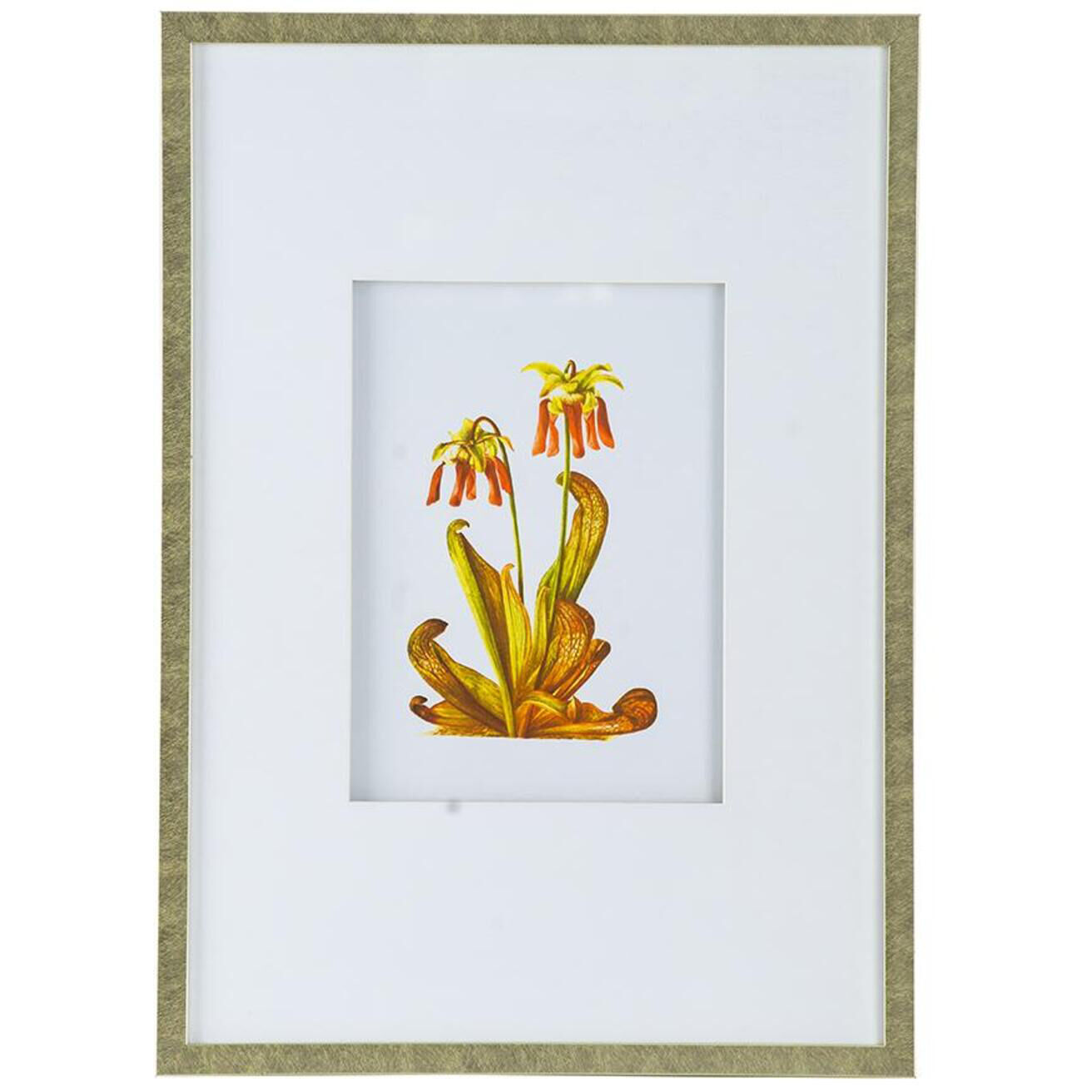 Botanical Multi Color Wall Art, Set of 4