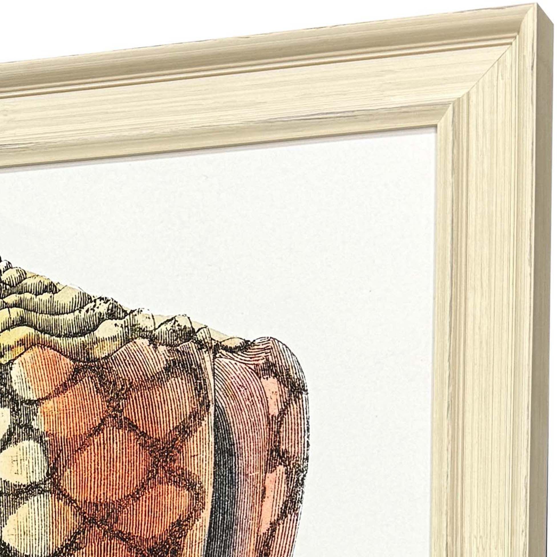 Conch Study Orange and Beige and Blue and Multi Framed Art