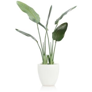 Tropical Bird of Paradise Botanical/Floral