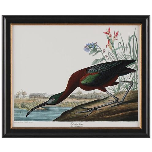 Audubon Collection Group 23 X 19 inch Giclee, II-C
