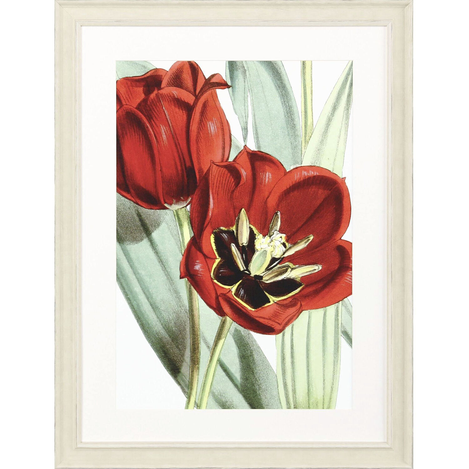 Osteospermum Paeonia Officinalis Tulipa Greigii Tulipa Undulatifolia Red and Brown and Green and Yellow Framed Art
