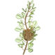 Bridget 2 Light 8.5 inch Soft Gold Sconce Wall Light in Green