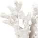 Coral 11.75 X 8.25 inch Sculpture, Set of 2