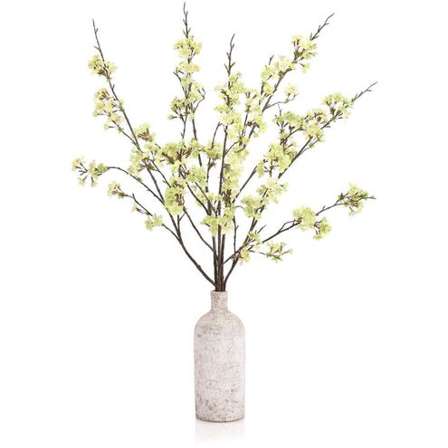 Cherry Blossoms Botanical/Floral