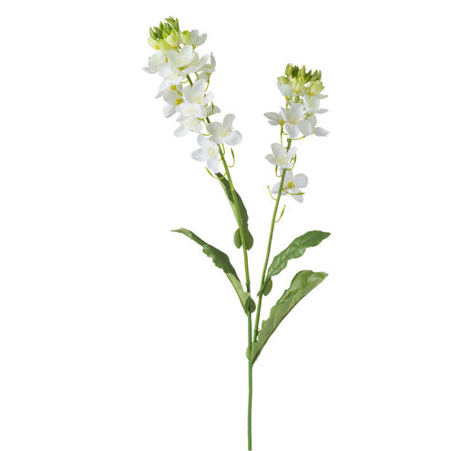 Canola White Flowers