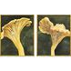 Chanterelle Yellow and Green Framed Art