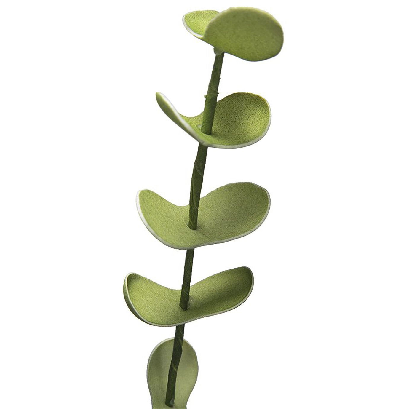 Eucalyptus Stem Green Botanical