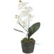 Laris White and Green Orchid Drop-In