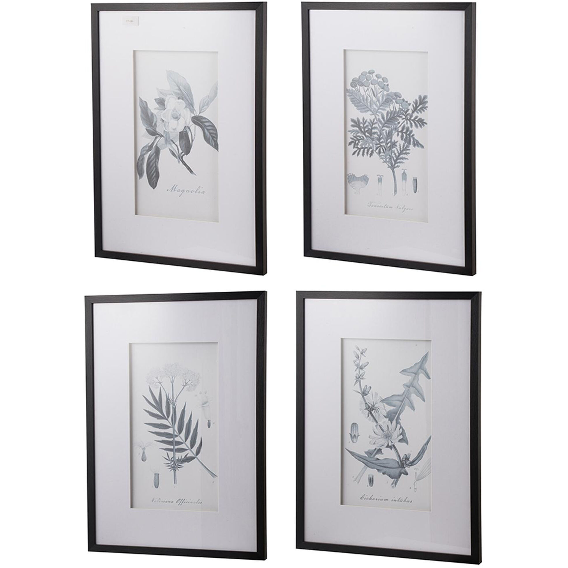 Botanical Black and White Wall Art, Set of 4