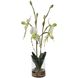 Lady White and Green and Clear Orchid In Glass Vase