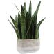 Sansera Snake Beige and Tan Accent Plant